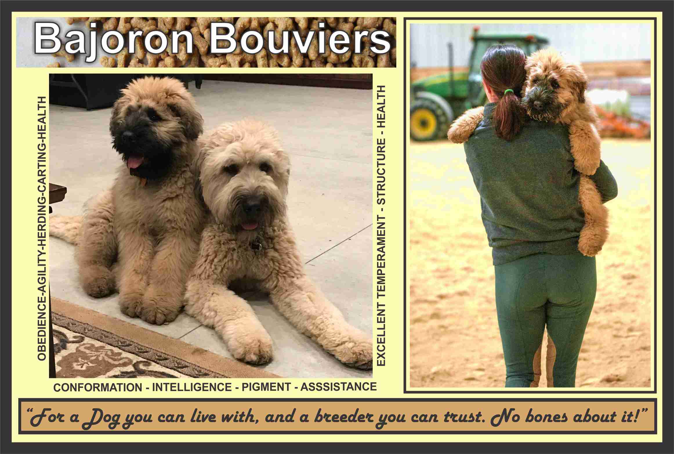 BAJORON BOUVIER PUPPIES AND LITTERS CURRENT